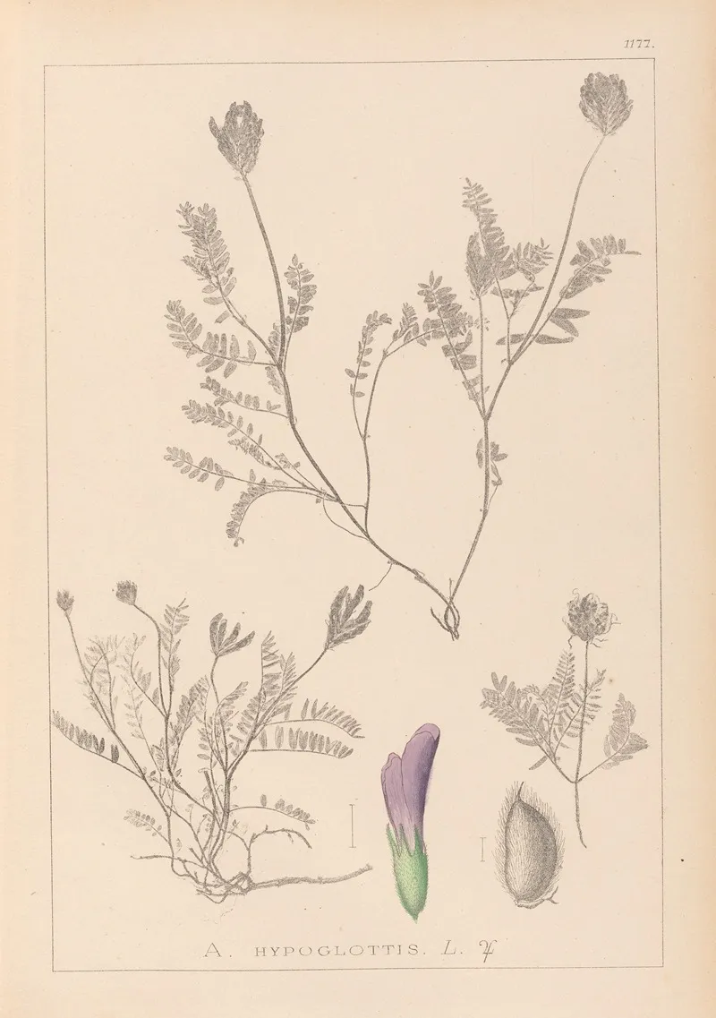 Herbier De La Flore Francaise Pl 0411 Wall Art by Louis Antoine Cusin - High-Resolution Digital Print