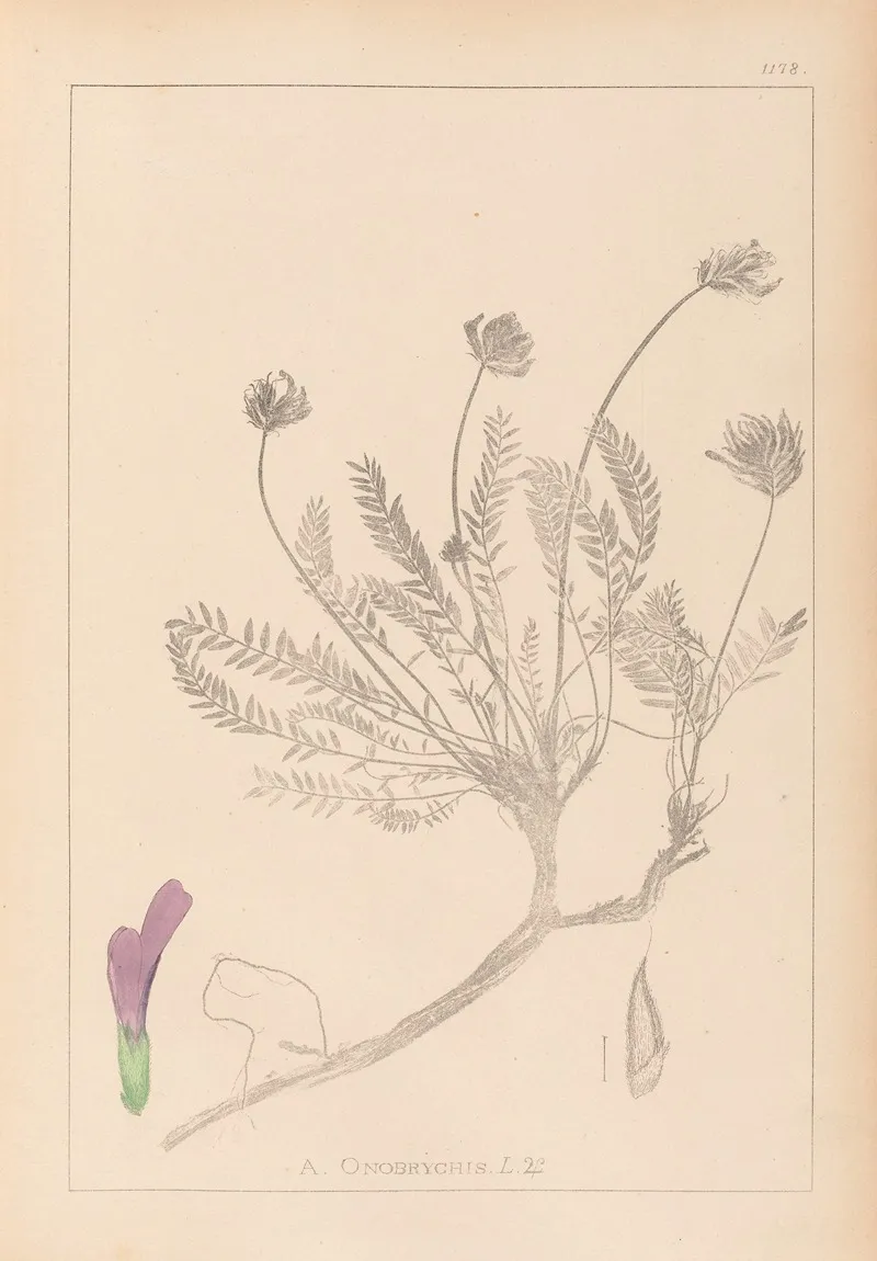 Herbier De La Flore Francaise Pl 0412 Wall Art by Louis Antoine Cusin - High-Resolution Digital Print