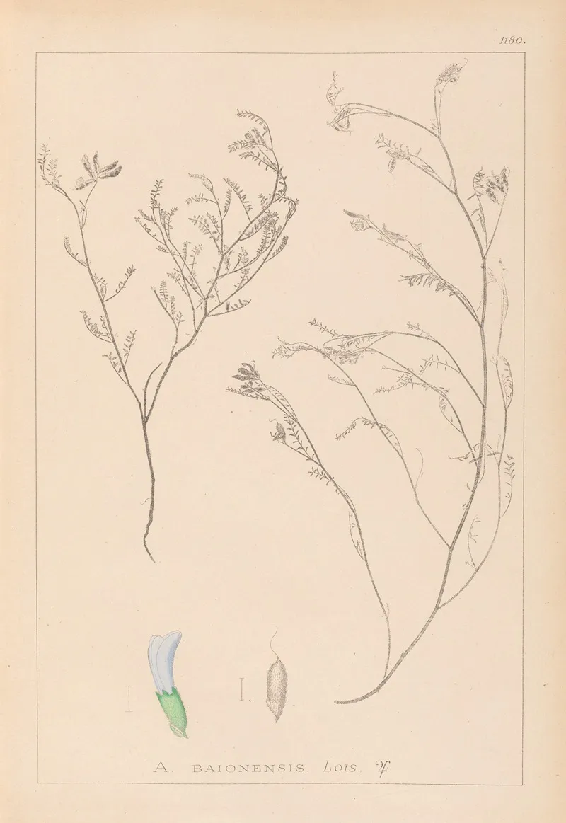 Herbier De La Flore Francaise Pl 0414 Wall Art by Louis Antoine Cusin - High-Resolution Digital Print