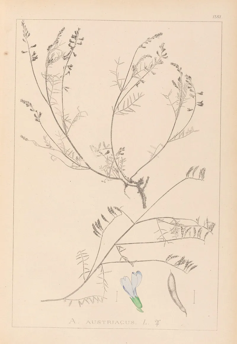 Herbier De La Flore Francaise Pl 0415 Wall Art by Louis Antoine Cusin - High-Resolution Digital Print