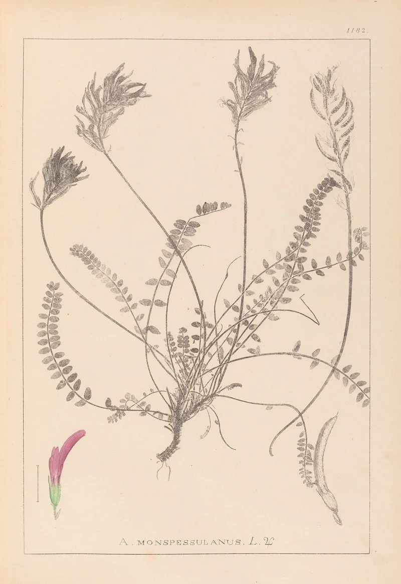 Herbier De La Flore Francaise Pl 0416 Wall Art by Louis Antoine Cusin - High-Resolution Digital Print