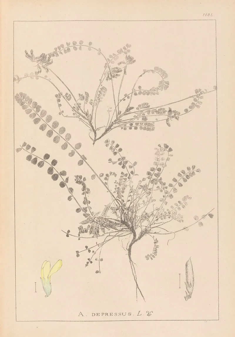 Herbier De La Flore Francaise Pl 0418 Wall Art by Louis Antoine Cusin - High-Resolution Digital Print