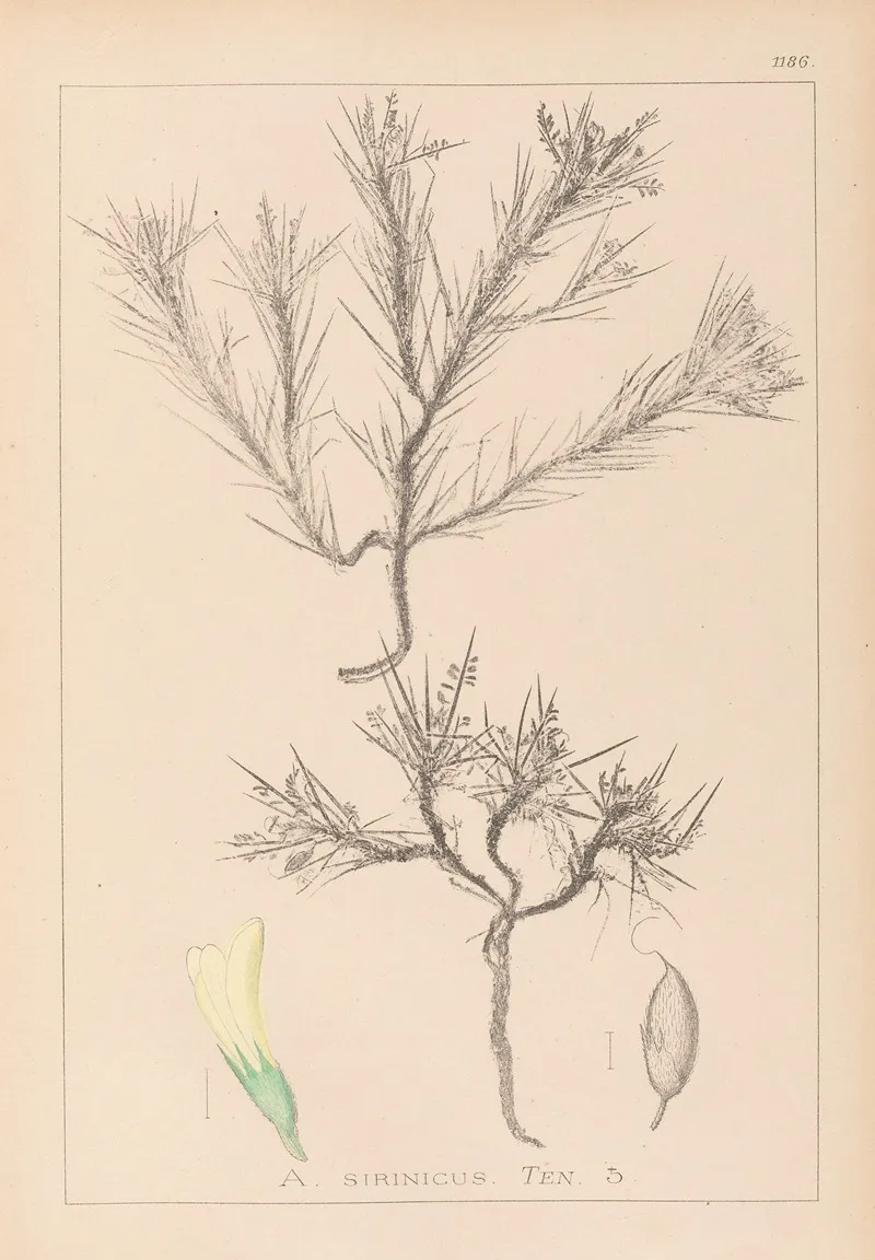 Herbier De La Flore Francaise Pl 0420 Wall Art by Louis Antoine Cusin - High-Resolution Digital Print