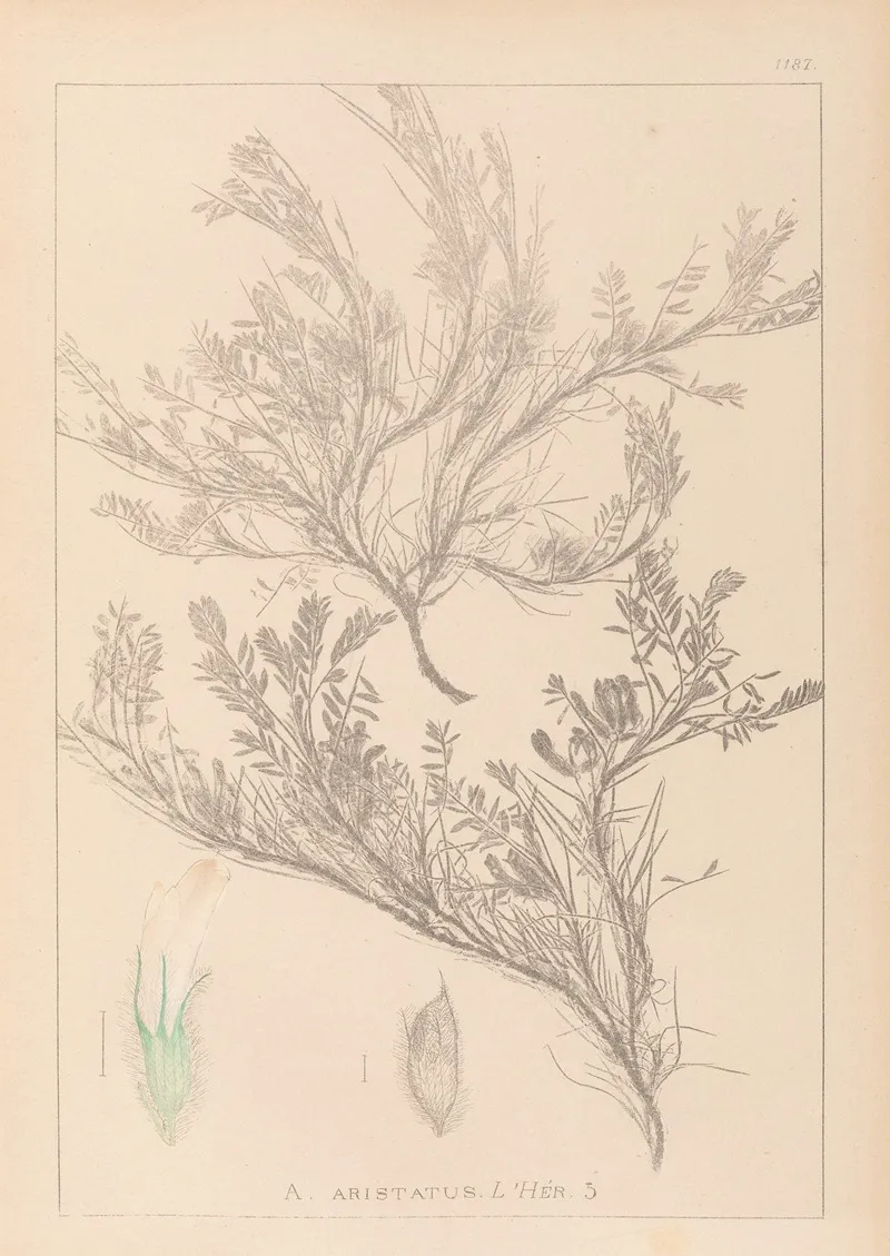 Herbier De La Flore Francaise Pl 0421 Wall Art by Louis Antoine Cusin - High-Resolution Digital Print