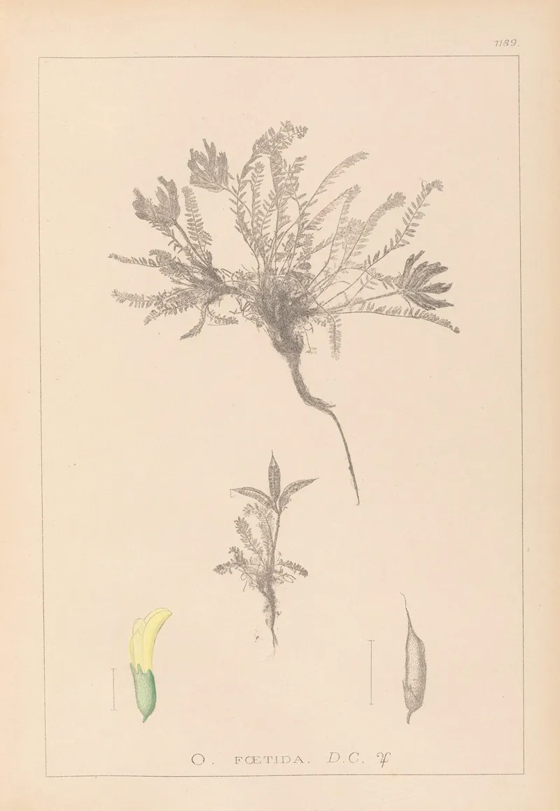 Herbier De La Flore Francaise Pl 0423 Wall Art by Louis Antoine Cusin - High-Resolution Digital Print