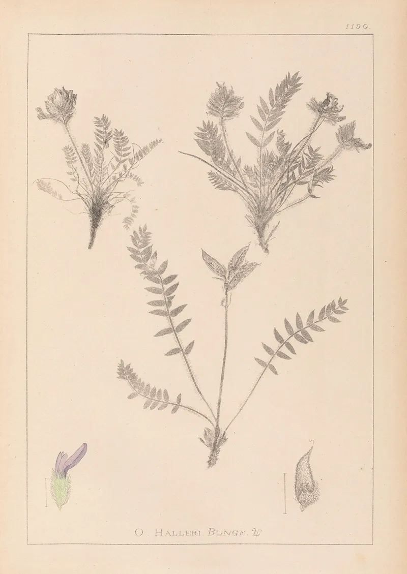 Herbier De La Flore Francaise Pl 0424 Wall Art by Louis Antoine Cusin - High-Resolution Digital Print