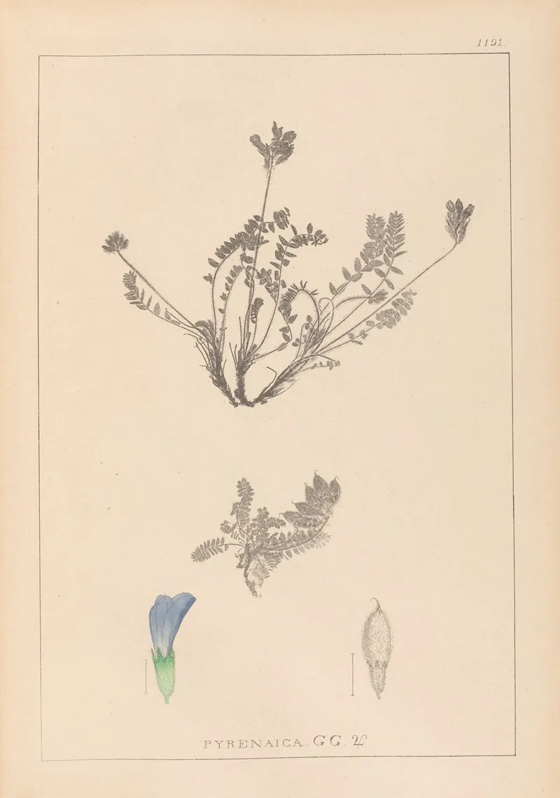 Herbier De La Flore Francaise Pl 0425 Wall Art by Louis Antoine Cusin - High-Resolution Digital Print