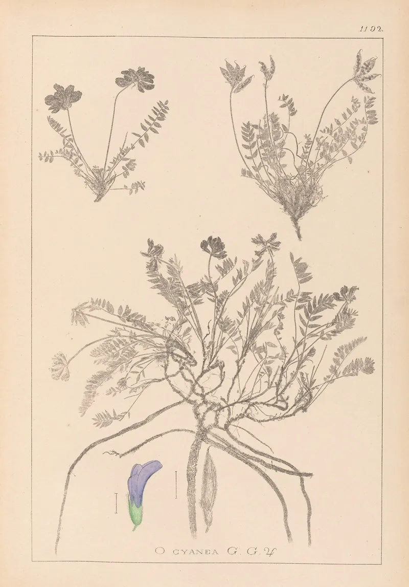 Herbier De La Flore Francaise Pl 0426 Wall Art by Louis Antoine Cusin - High-Resolution Digital Print