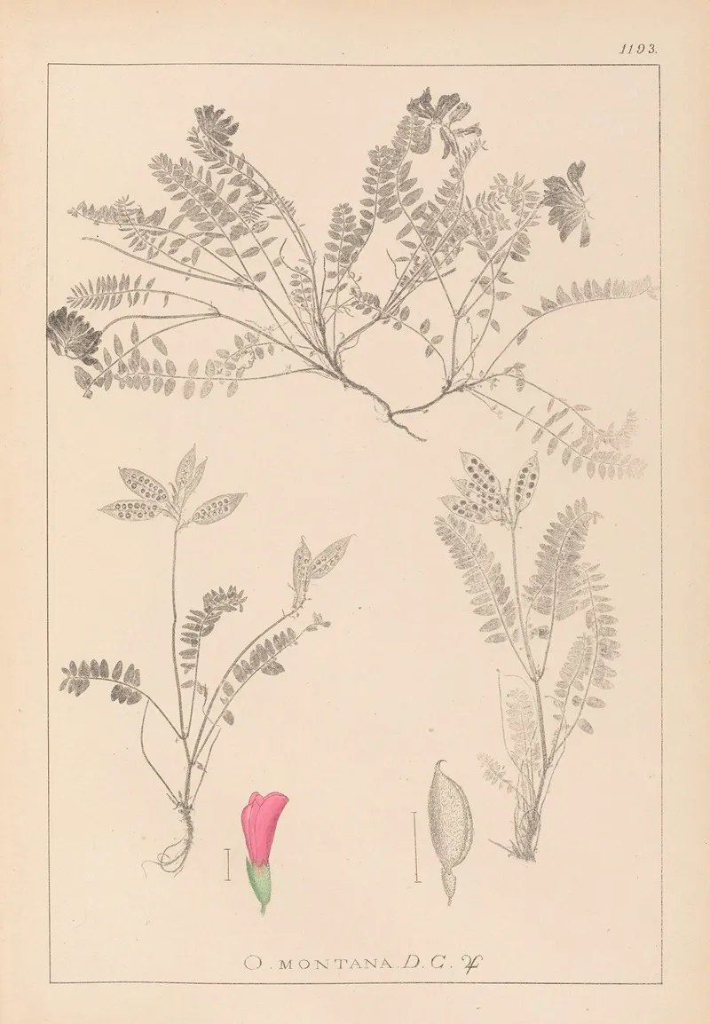 Herbier De La Flore Francaise Pl 0427 Wall Art by Louis Antoine Cusin - High-Resolution Digital Print