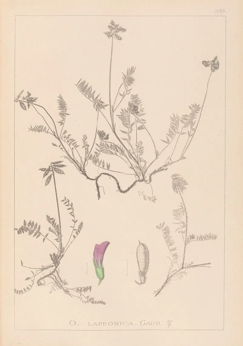 Herbier De La Flore Francaise Pl 0429 Wall Art by Louis Antoine Cusin - High-Resolution Digital Print