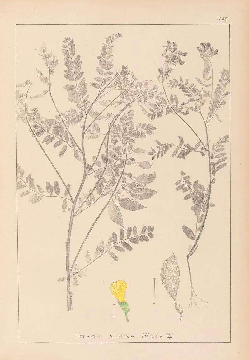 Herbier De La Flore Francaise Pl 0430 Wall Art by Louis Antoine Cusin - High-Resolution Digital Print