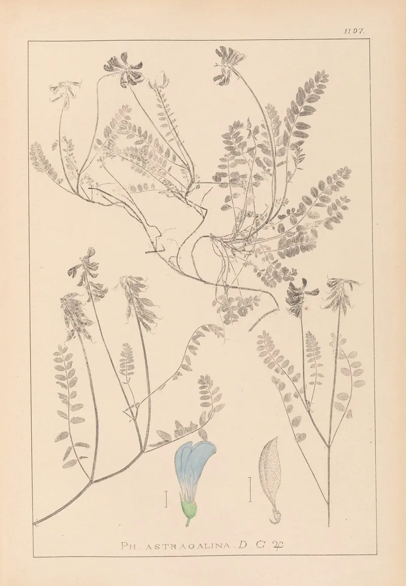 Herbier De La Flore Francaise Pl 0431 Wall Art by Louis Antoine Cusin - High-Resolution Digital Print