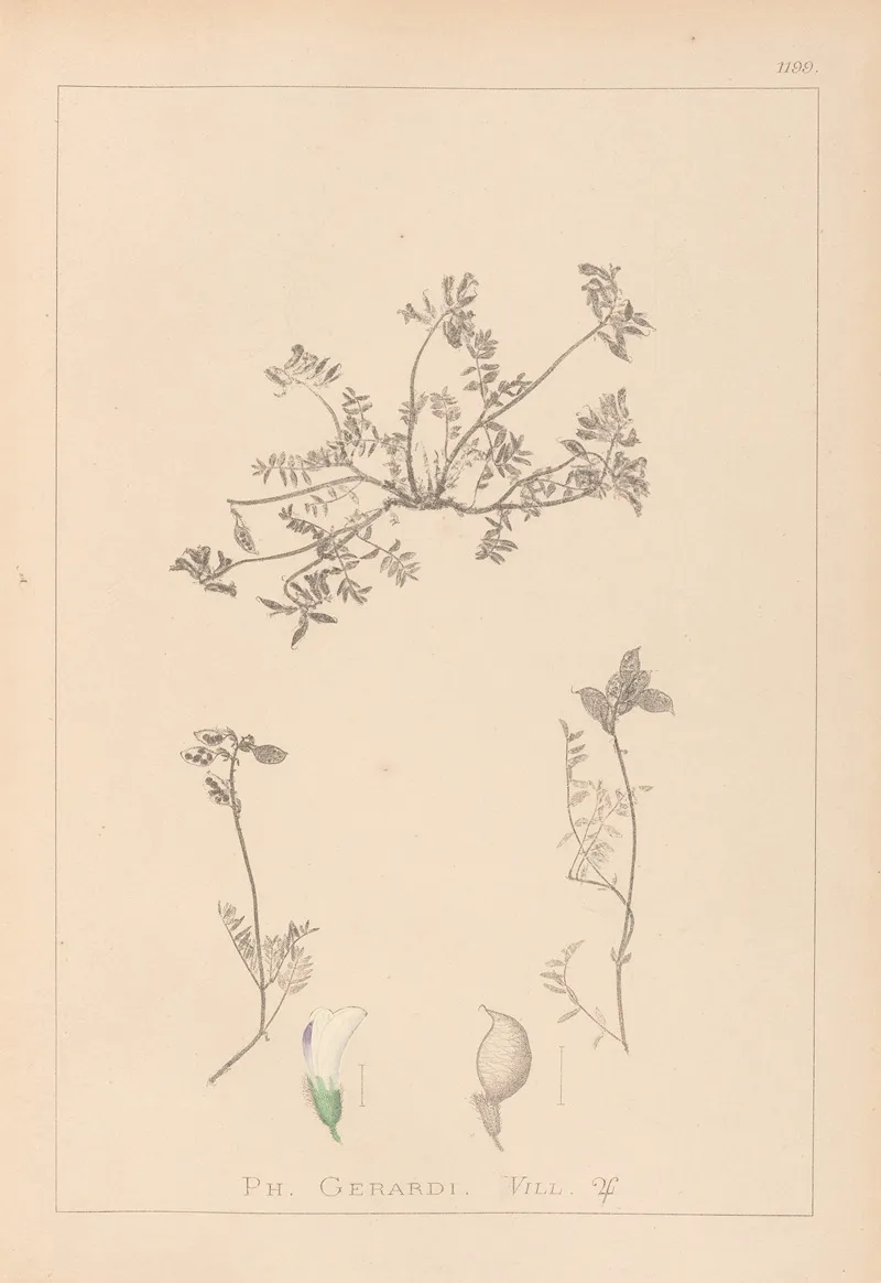 Herbier De La Flore Francaise Pl 0433 Wall Art by Louis Antoine Cusin - High-Resolution Digital Print