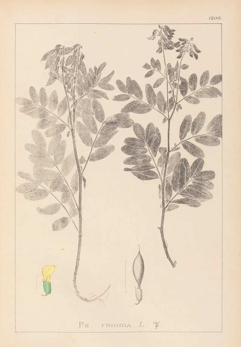 Herbier De La Flore Francaise Pl 0434 Wall Art by Louis Antoine Cusin - High-Resolution Digital Print
