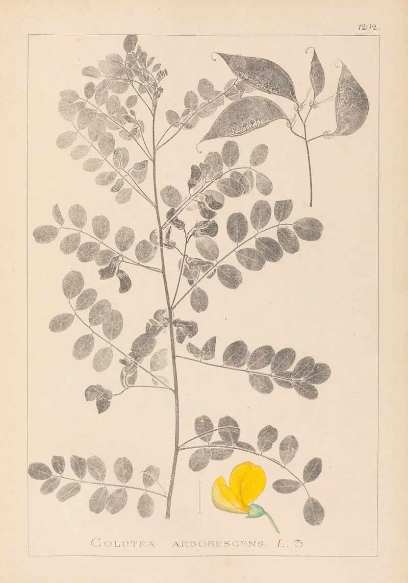 Herbier De La Flore Francaise Pl 0436 Wall Art by Louis Antoine Cusin - High-Resolution Digital Print