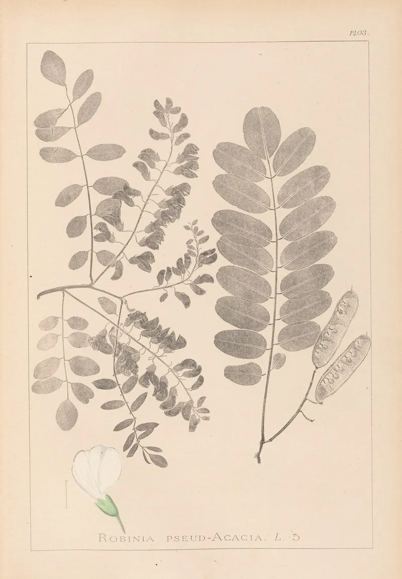 Herbier De La Flore Francaise Pl 0437 Wall Art by Louis Antoine Cusin - High-Resolution Digital Print