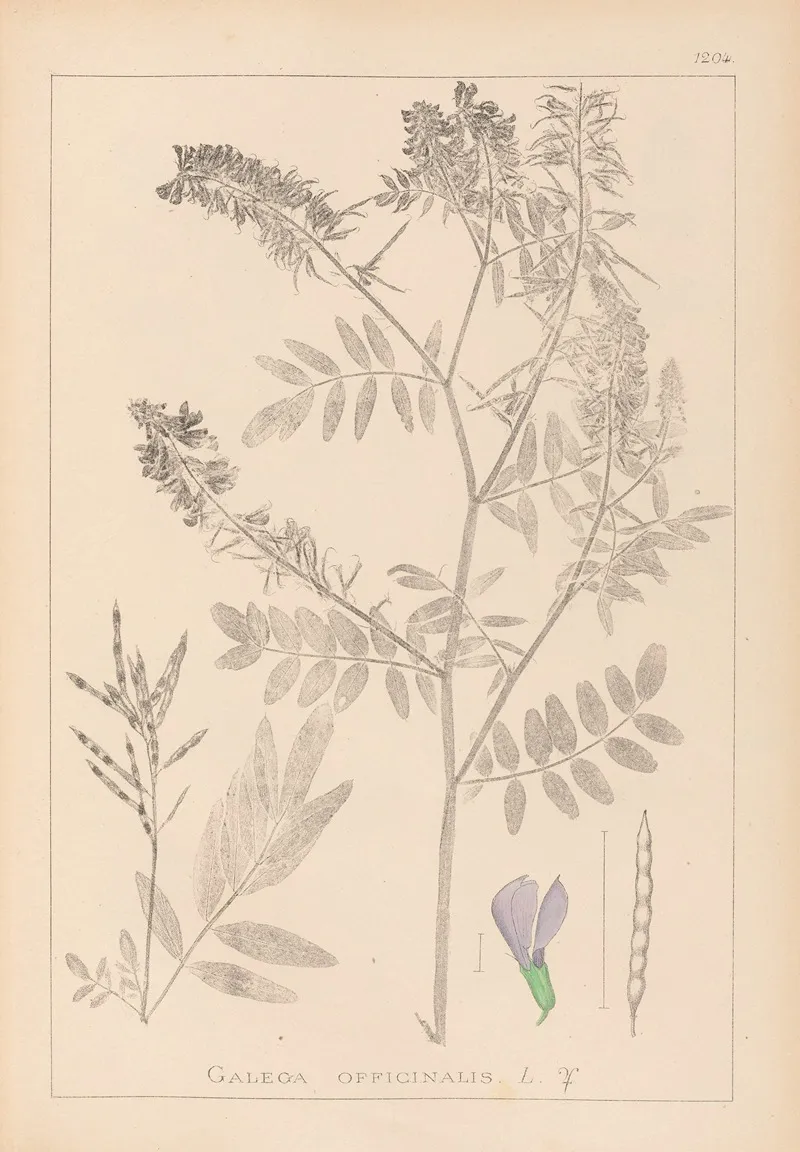Herbier De La Flore Francaise Pl 0438 Wall Art by Louis Antoine Cusin - High-Resolution Digital Print