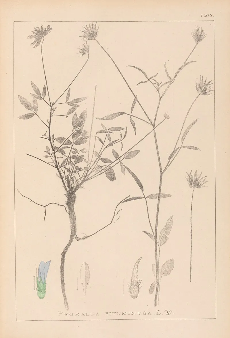 Herbier De La Flore Francaise Pl 0440 Wall Art by Louis Antoine Cusin - High-Resolution Digital Print
