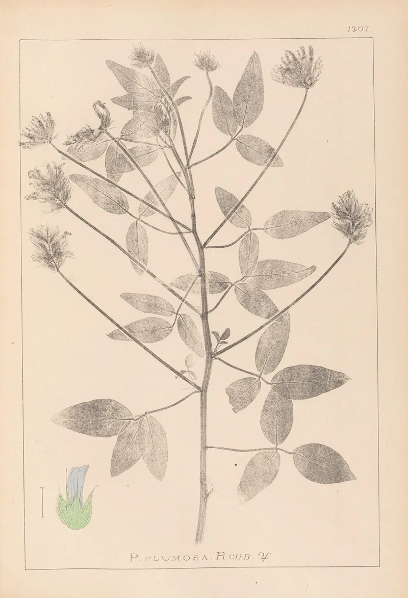 Herbier De La Flore Francaise Pl 0441 Wall Art by Louis Antoine Cusin - High-Resolution Digital Print