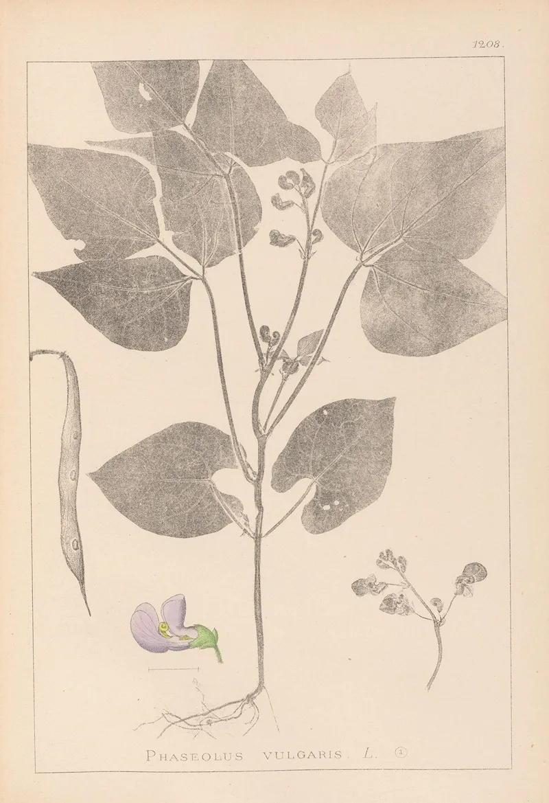 Herbier De La Flore Francaise Pl 0442 Wall Art by Louis Antoine Cusin - High-Resolution Digital Print