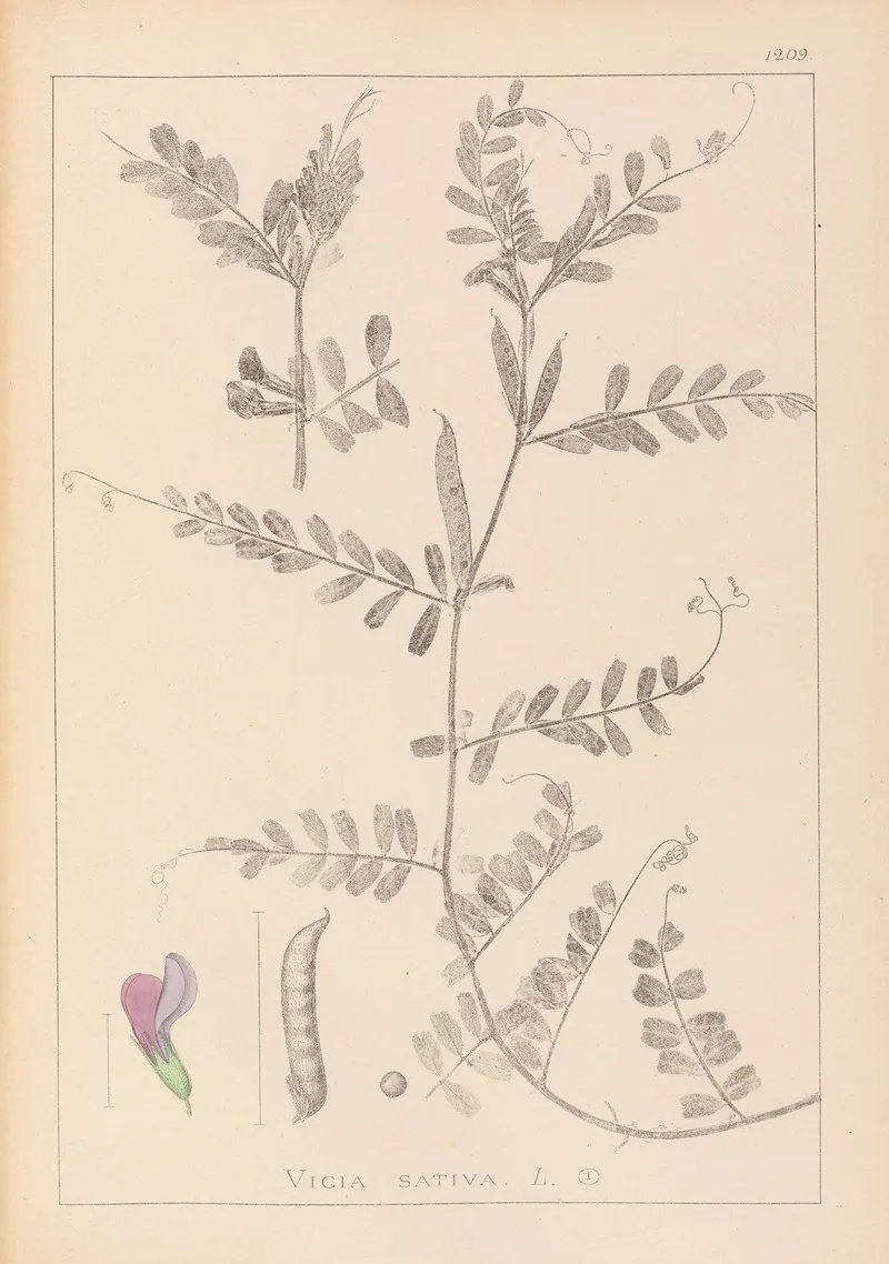 Herbier De La Flore Francaise Pl 0443 Wall Art by Louis Antoine Cusin - High-Resolution Digital Print