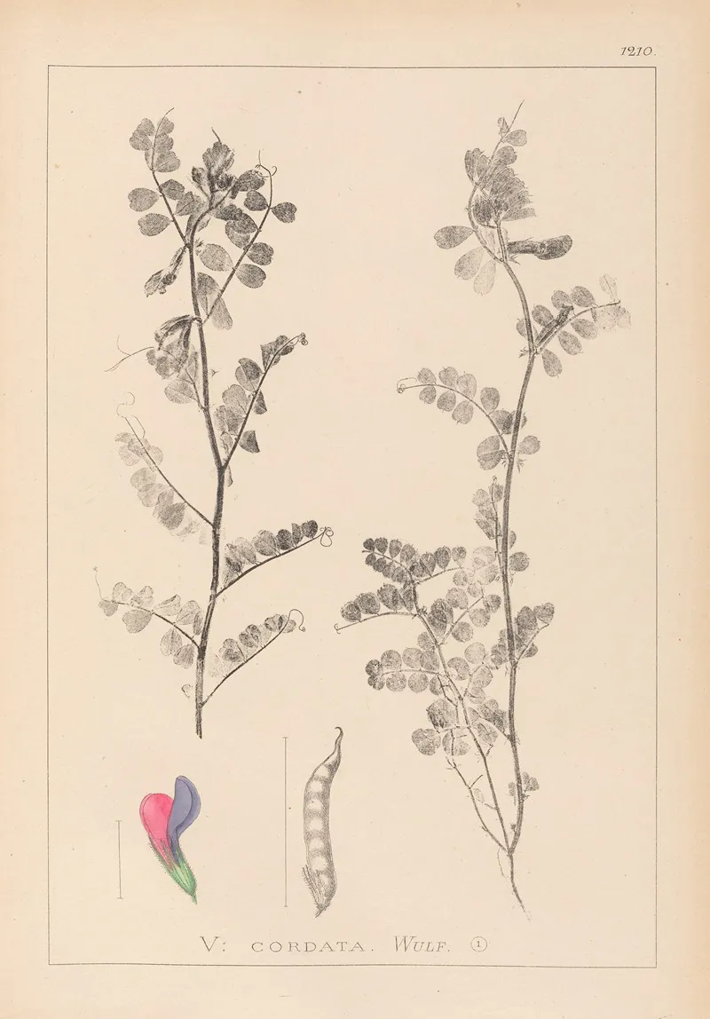 Herbier De La Flore Francaise Pl 0444 Wall Art by Louis Antoine Cusin - High-Resolution Digital Print