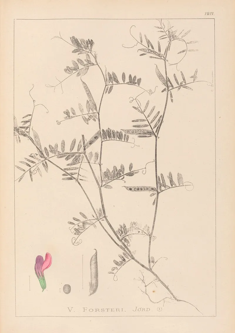 Herbier De La Flore Francaise Pl 0445 Wall Art by Louis Antoine Cusin - High-Resolution Digital Print
