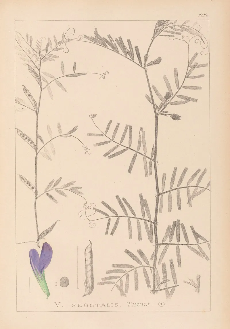 Herbier De La Flore Francaise Pl 0446 Wall Art by Louis Antoine Cusin - High-Resolution Digital Print
