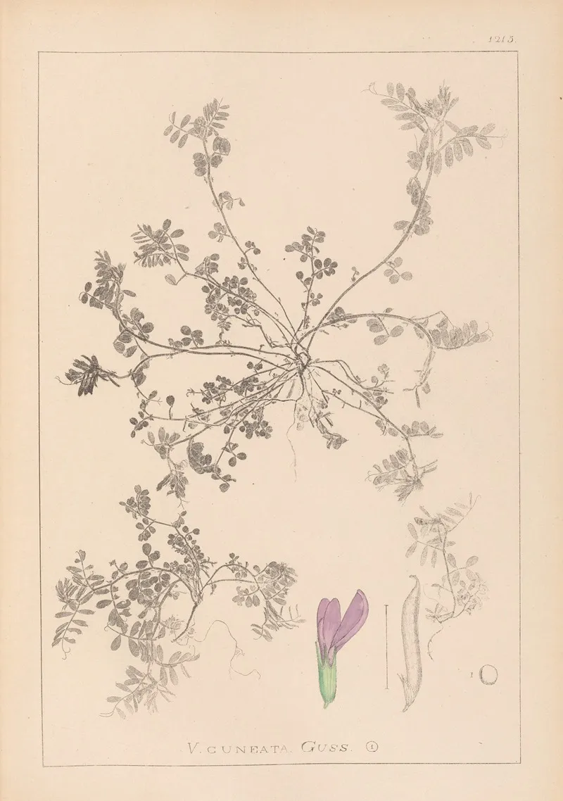 Herbier De La Flore Francaise Pl 0449 Wall Art by Louis Antoine Cusin - High-Resolution Digital Print