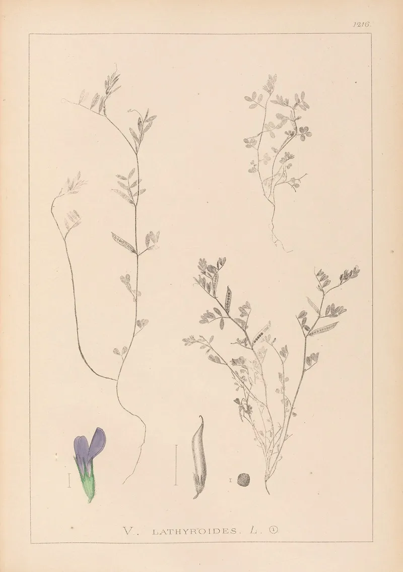Herbier De La Flore Francaise Pl 0450 Wall Art by Louis Antoine Cusin - High-Resolution Digital Print