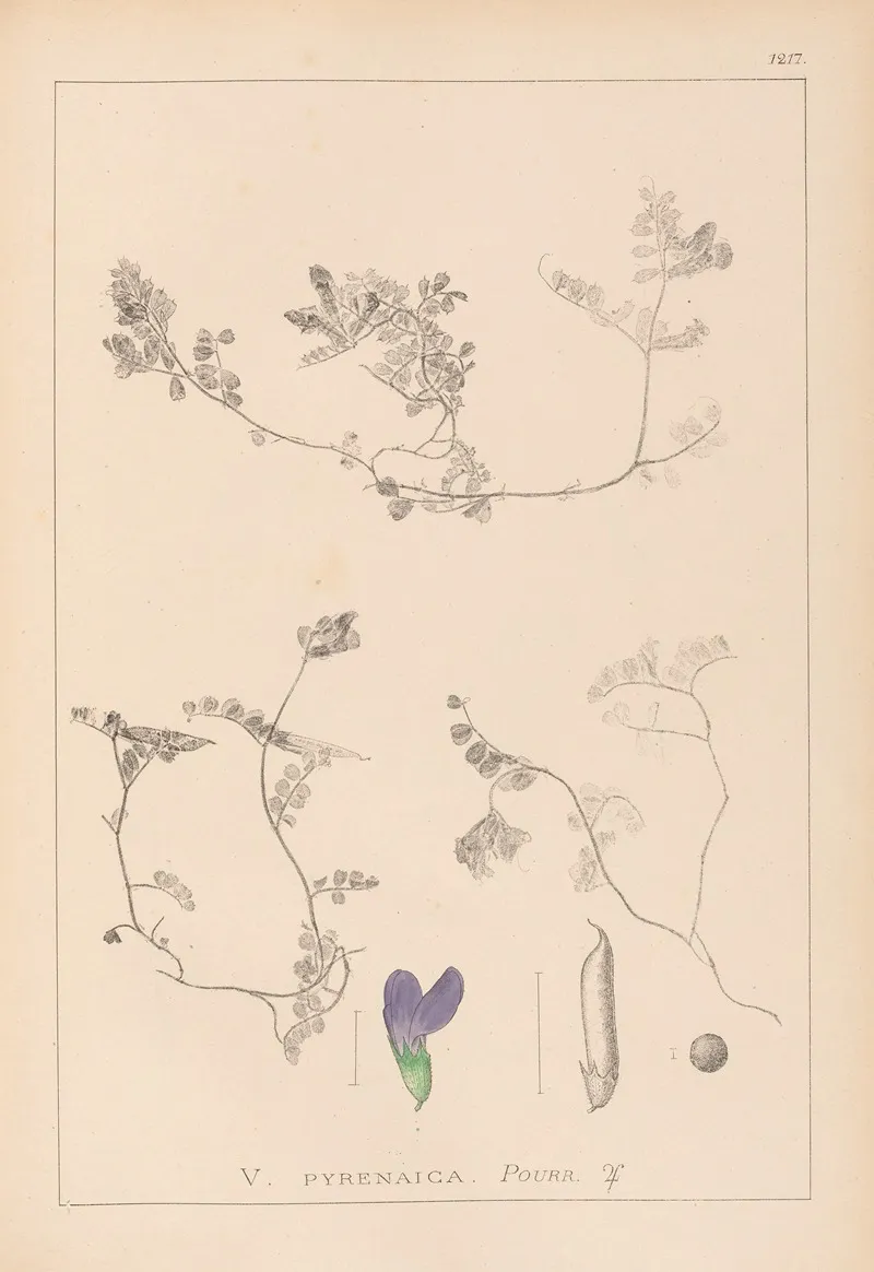 Herbier De La Flore Francaise Pl 0451 Wall Art by Louis Antoine Cusin - High-Resolution Digital Print