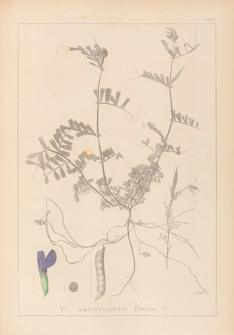 Herbier De La Flore Francaise Pl 0452 Wall Art by Louis Antoine Cusin - High-Resolution Digital Print