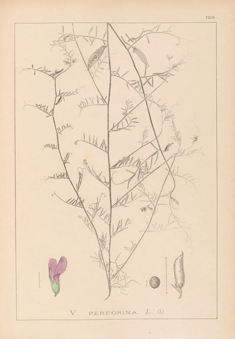 Herbier De La Flore Francaise Pl 0453 Wall Art by Louis Antoine Cusin - High-Resolution Digital Print