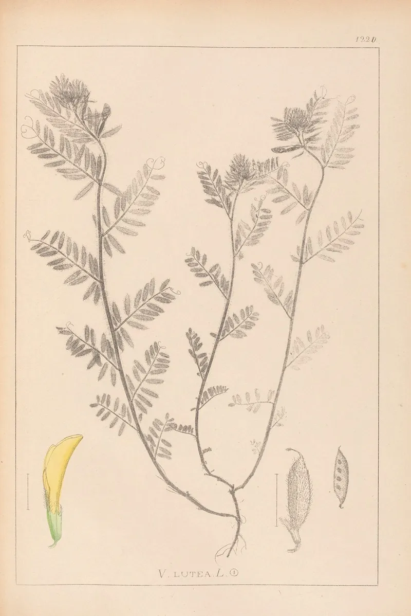 Herbier De La Flore Francaise Pl 0454 Wall Art by Louis Antoine Cusin - High-Resolution Digital Print