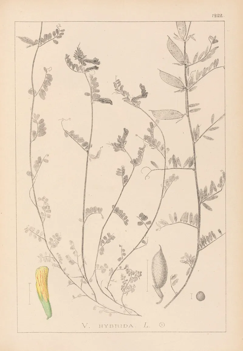 Herbier De La Flore Francaise Pl 0456 Wall Art by Louis Antoine Cusin - High-Resolution Digital Print