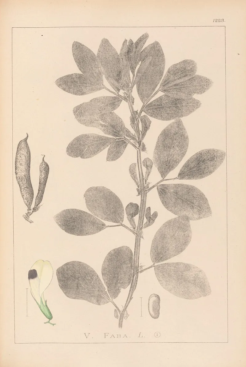 Herbier De La Flore Francaise Pl 0457 Wall Art by Louis Antoine Cusin - High-Resolution Digital Print