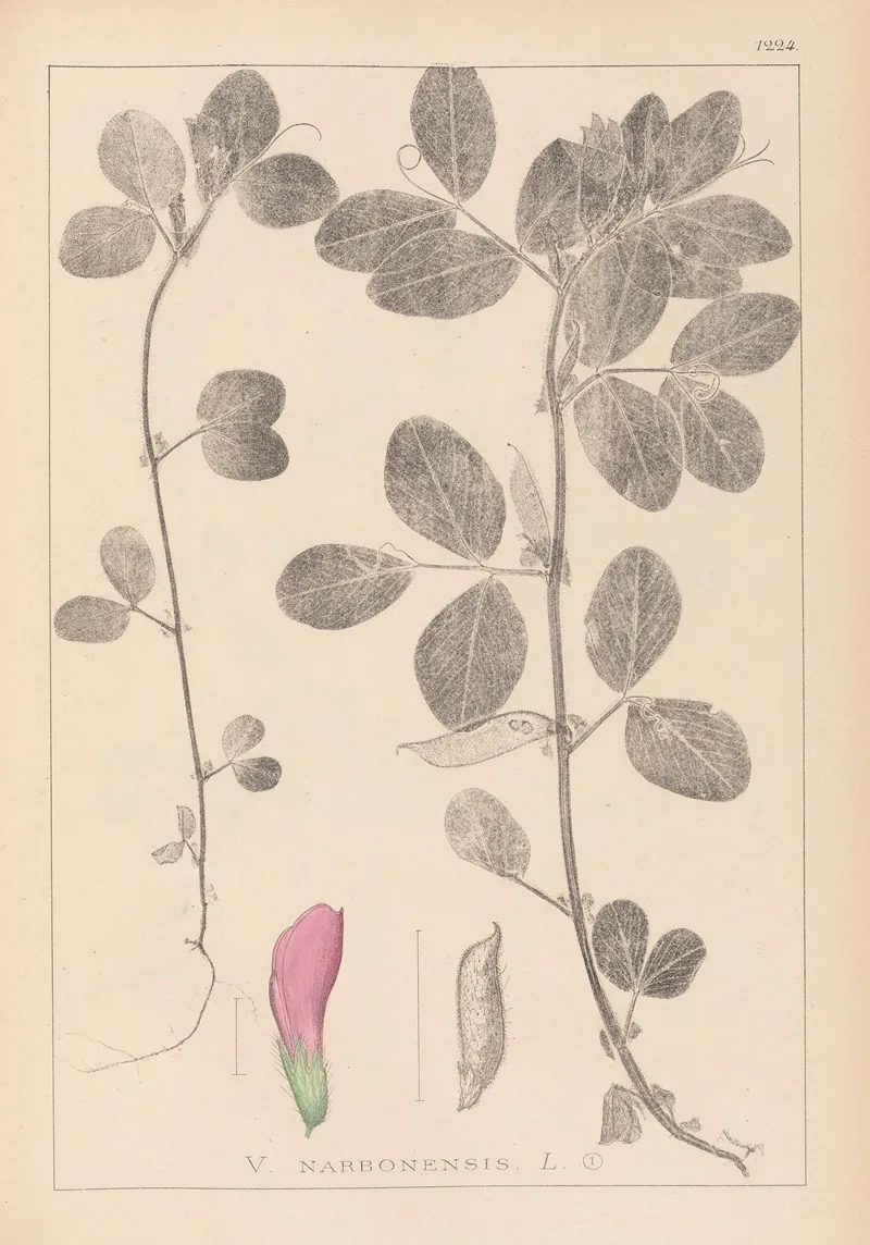 Herbier De La Flore Francaise Pl 0458 Wall Art by Louis Antoine Cusin - High-Resolution Digital Print
