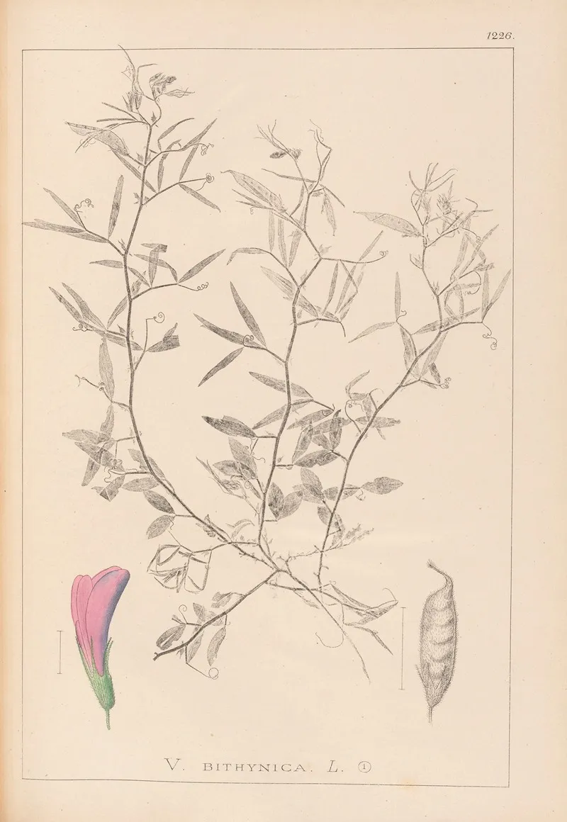 Herbier De La Flore Francaise Pl 0460 Wall Art by Louis Antoine Cusin - High-Resolution Digital Print