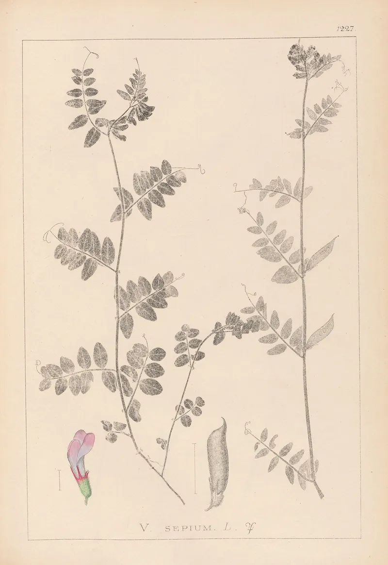 Herbier De La Flore Francaise Pl 0461 Wall Art by Louis Antoine Cusin - High-Resolution Digital Print