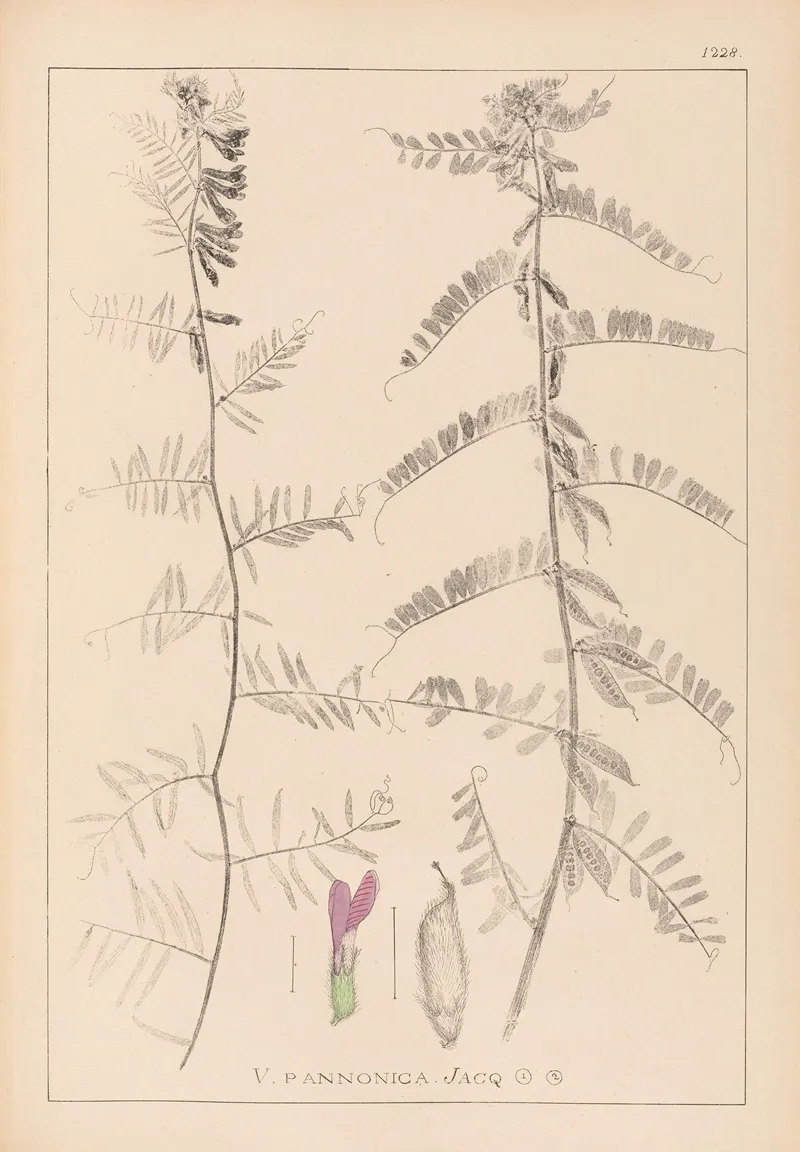 Herbier De La Flore Francaise Pl 0462 Wall Art by Louis Antoine Cusin - High-Resolution Digital Print