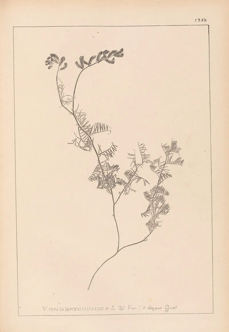 Herbier De La Flore Francaise Pl 0465 Wall Art by Louis Antoine Cusin - High-Resolution Digital Print