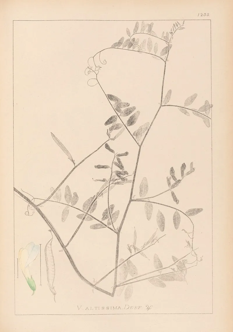 Herbier De La Flore Francaise Pl 0466 Wall Art by Louis Antoine Cusin - High-Resolution Digital Print