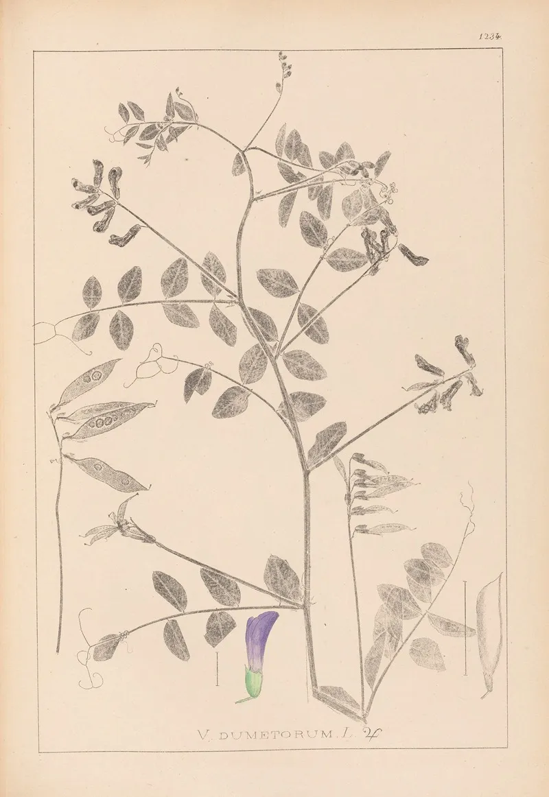 Herbier De La Flore Francaise Pl 0467 Wall Art by Louis Antoine Cusin - High-Resolution Digital Print