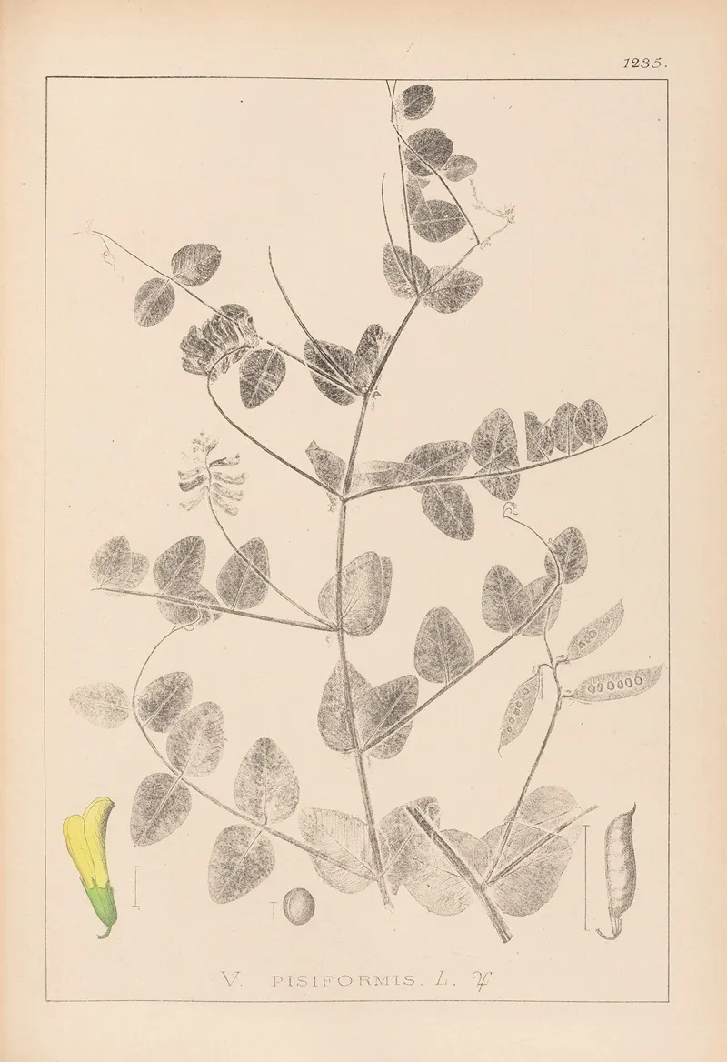 Herbier De La Flore Francaise Pl 0468 Wall Art by Louis Antoine Cusin - High-Resolution Digital Print