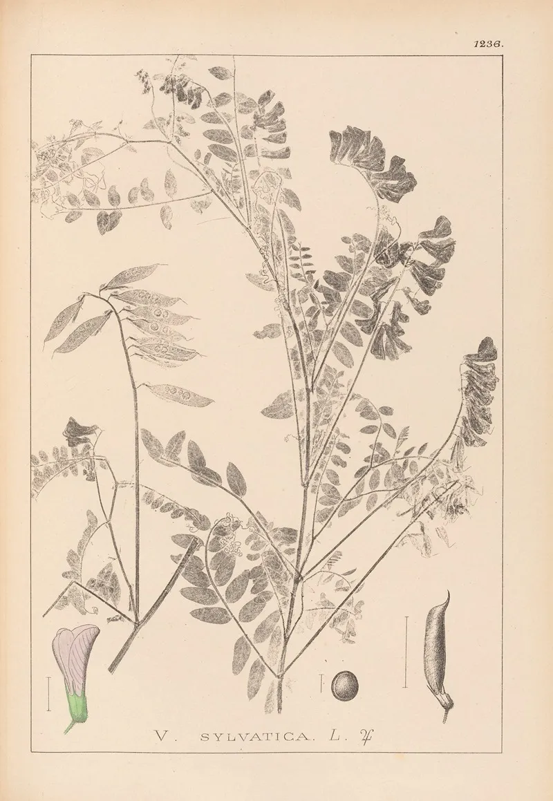 Herbier De La Flore Francaise Pl 0469 Wall Art by Louis Antoine Cusin - High-Resolution Digital Print