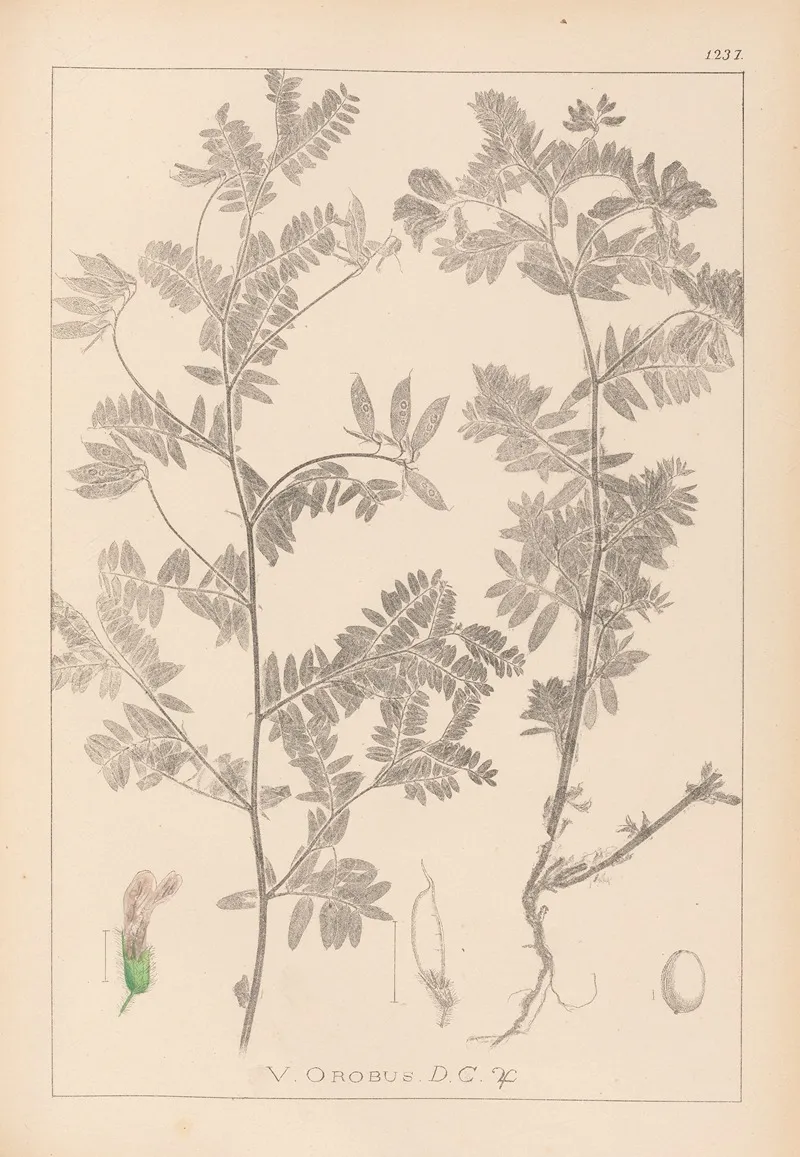 Herbier De La Flore Francaise Pl 0470 Wall Art by Louis Antoine Cusin - High-Resolution Digital Print