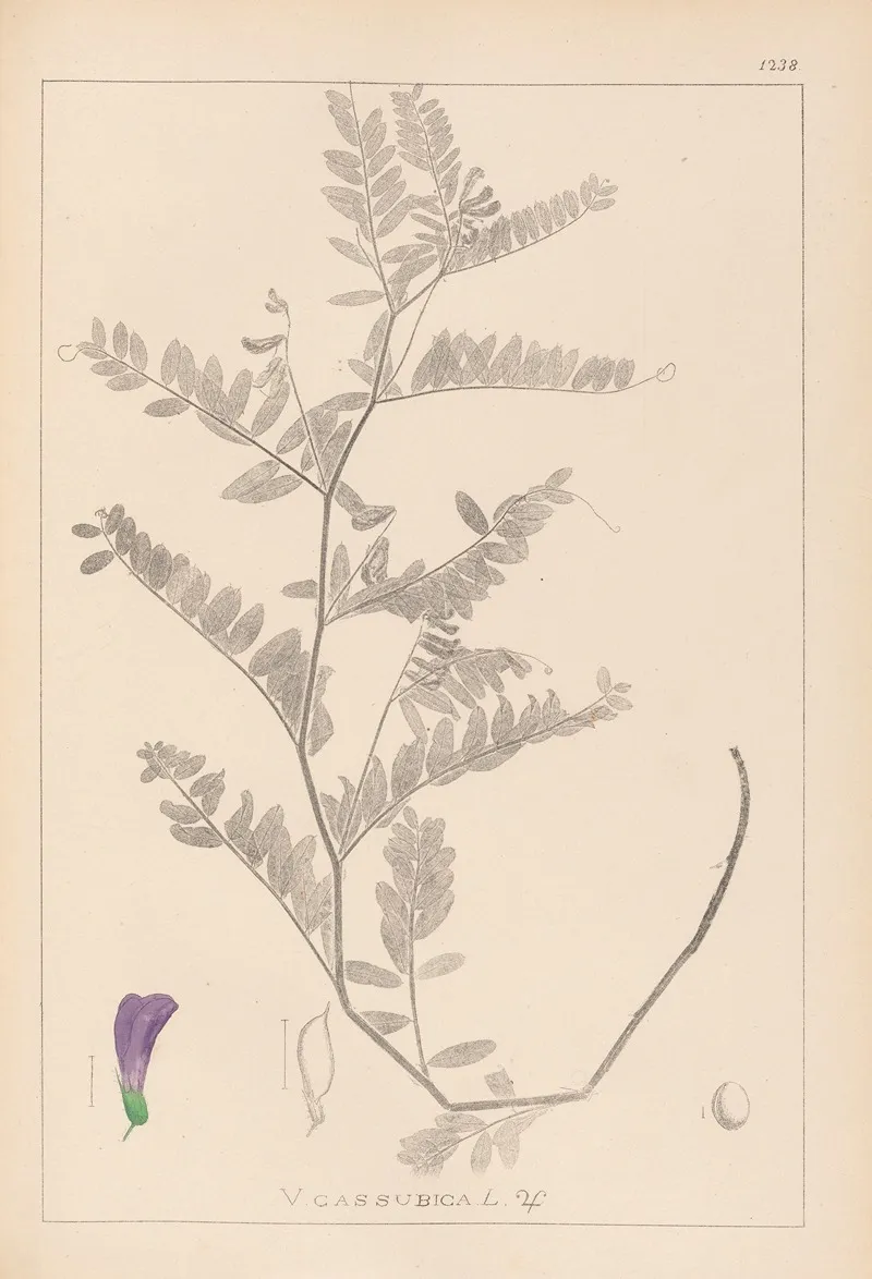 Herbier De La Flore Francaise Pl 0471 Wall Art by Louis Antoine Cusin - High-Resolution Digital Print