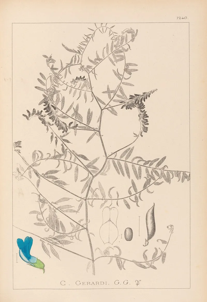 Herbier De La Flore Francaise Pl 0473 Wall Art by Louis Antoine Cusin - High-Resolution Digital Print