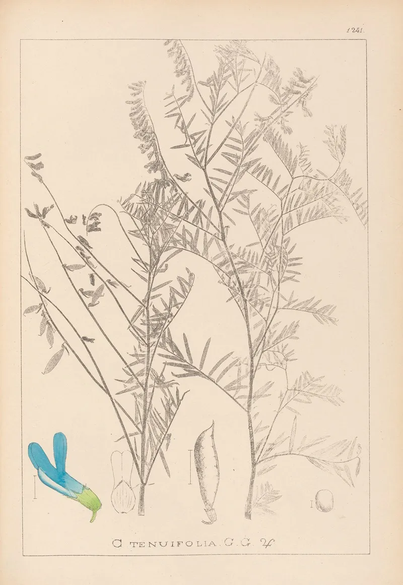 Herbier De La Flore Francaise Pl 0474 Wall Art by Louis Antoine Cusin - High-Resolution Digital Print