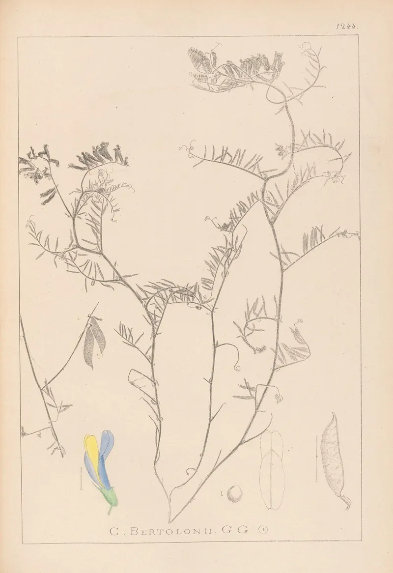 Herbier De La Flore Francaise Pl 0477 Wall Art by Louis Antoine Cusin - High-Resolution Digital Print